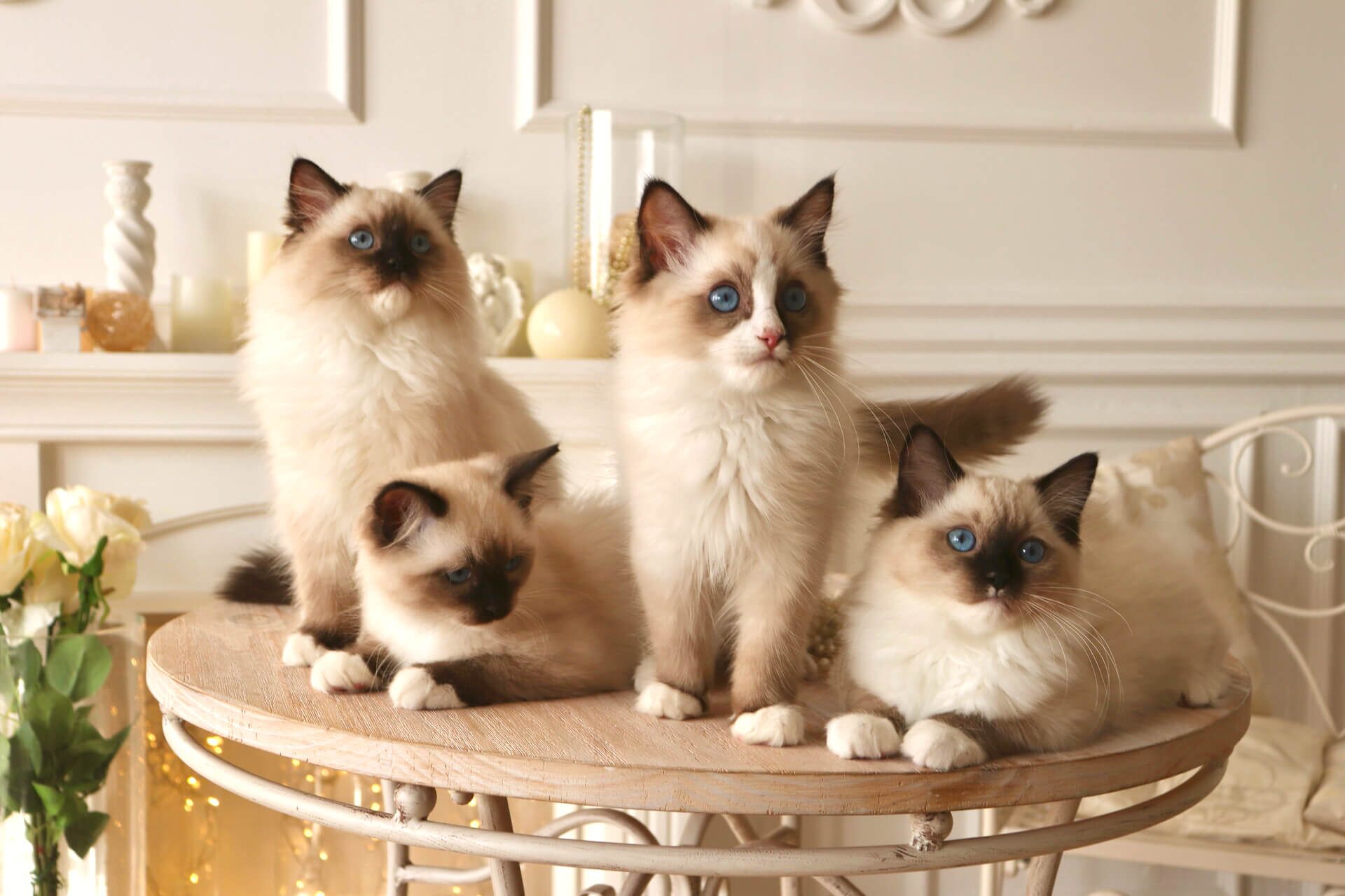 Четыре бирманских котенка сидят на столе